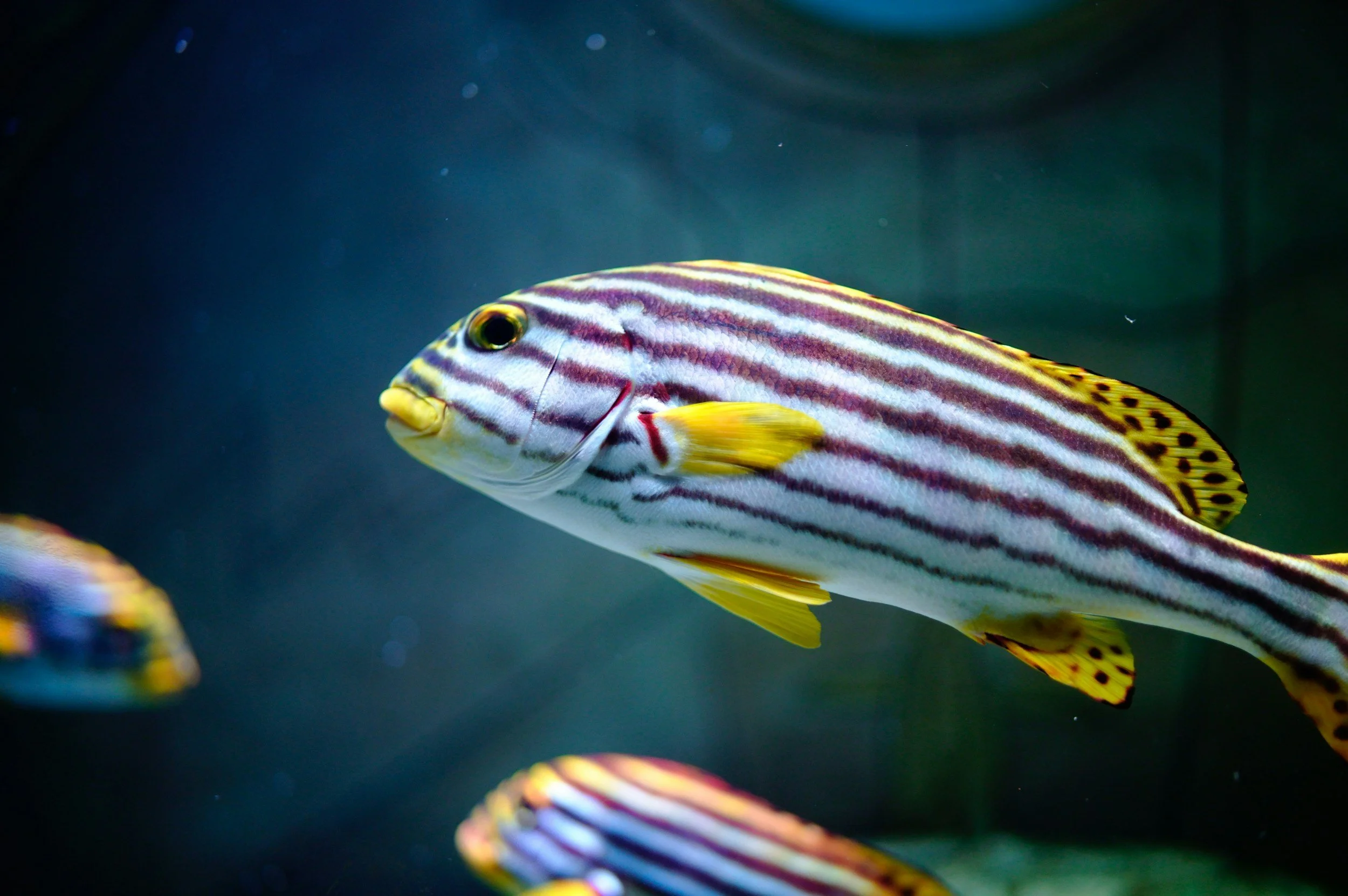 “Eat the Invaders”: Hawaii Fishing Tournament Turns Invasive Fish Into a Climate Solution