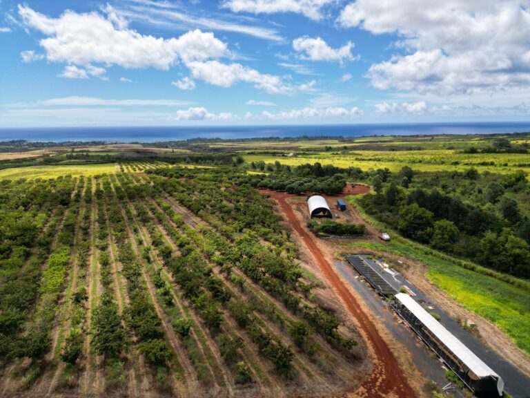Hawaii Agricultural Tax Assessment: Keeping Coffee Farm Carrying Costs Low